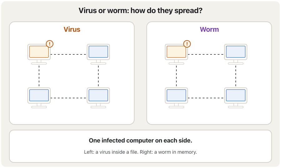 Animation in two halves. Left, a virus: an infected file is copied to a second computer but nothing happens until a person opens it; only then does that computer turn red, and the other computers stay clean. Right, a worm: from one infected computer it jumps across the network to every other computer with no click, until all four are red. The last frame shows the defences: do not open unexpected files and use antivirus against viruses; patch, firewall and segment the network against worms.